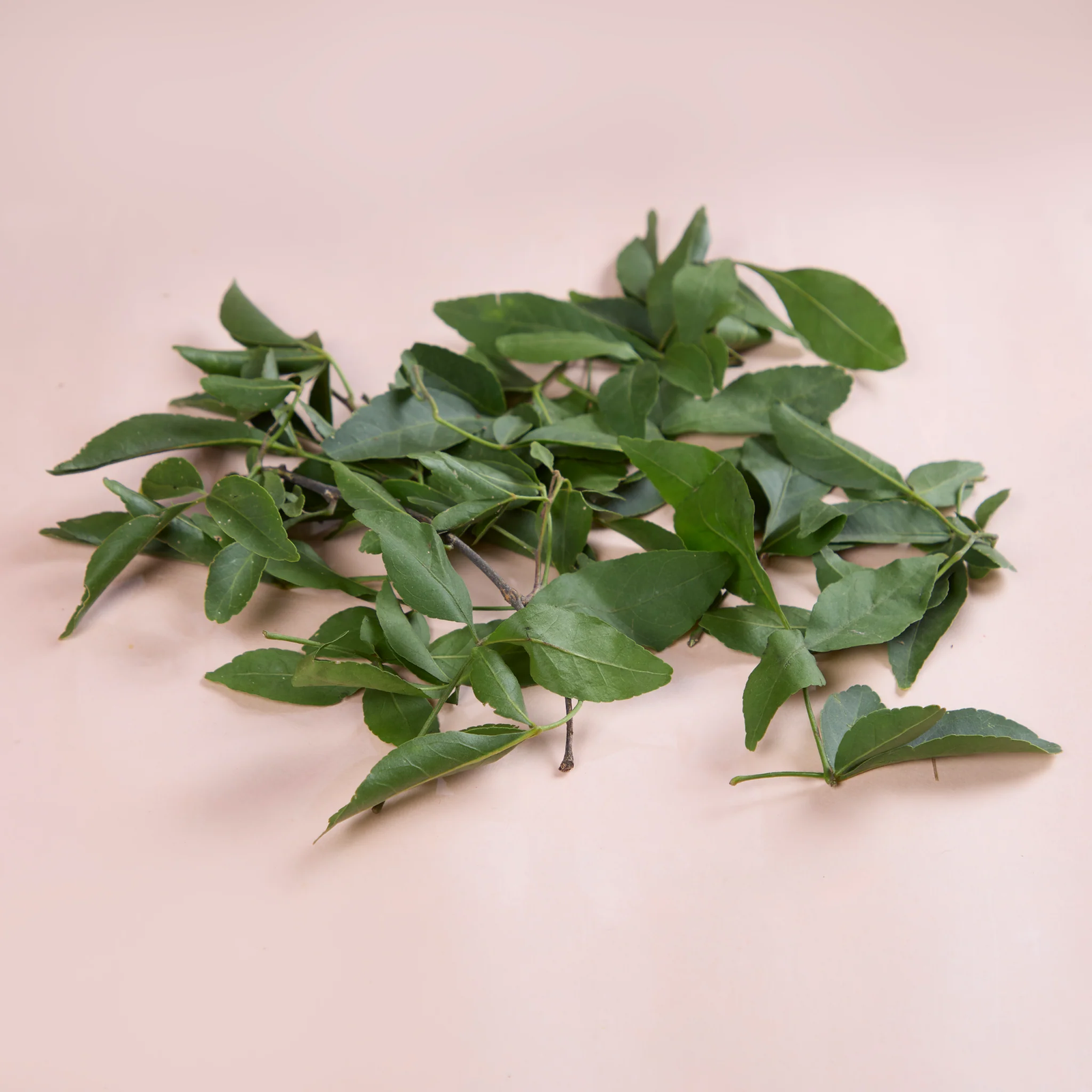 Bel Patta (Bilva) - Image 2